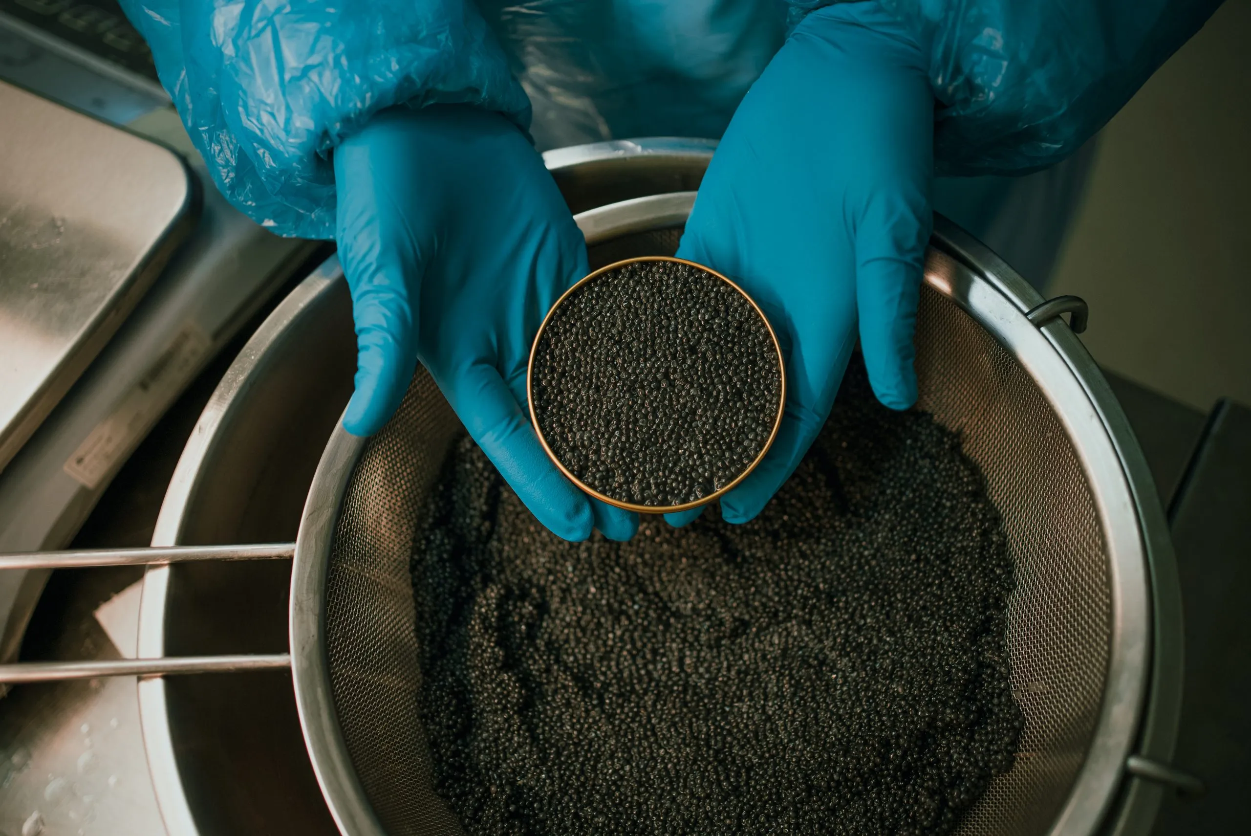 Cribado y salazón malossol del caviar español en el obrador de Sarrión