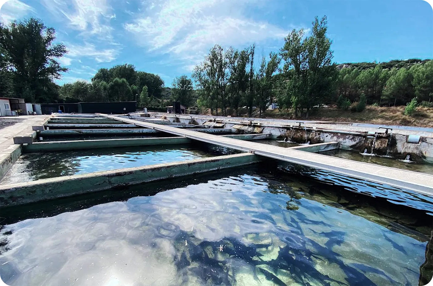 Piscinas de crianza de esturión de una piscifactoría española en Sarrión, Teruel