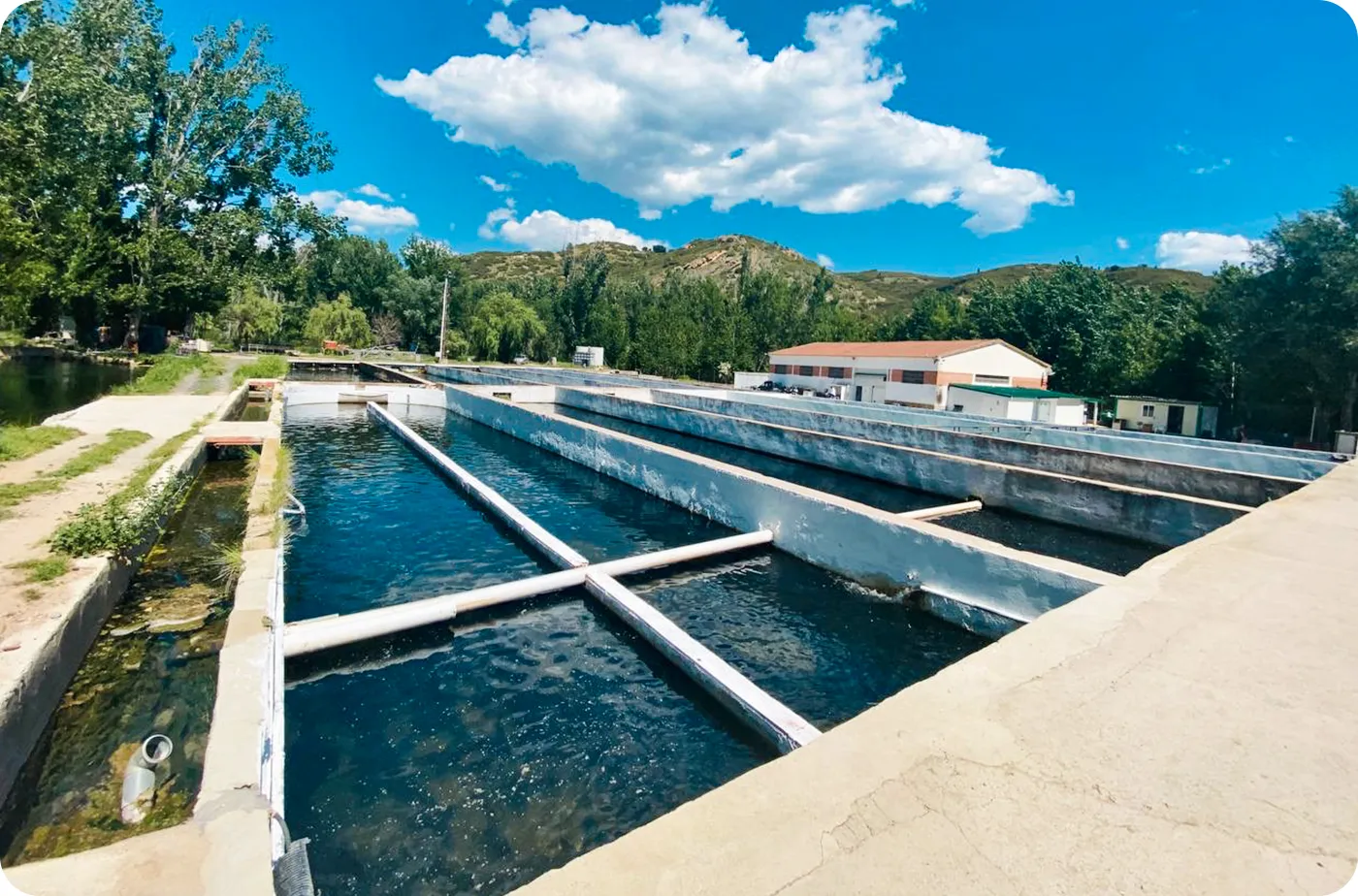 Piscifactoría de esturión de origen en Sarrión, Teruel
